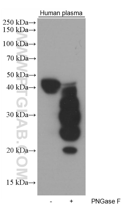 Western Blot (WB) analysis of various lysates using ORM1/2 Monoclonal antibody (66097-1-Ig)