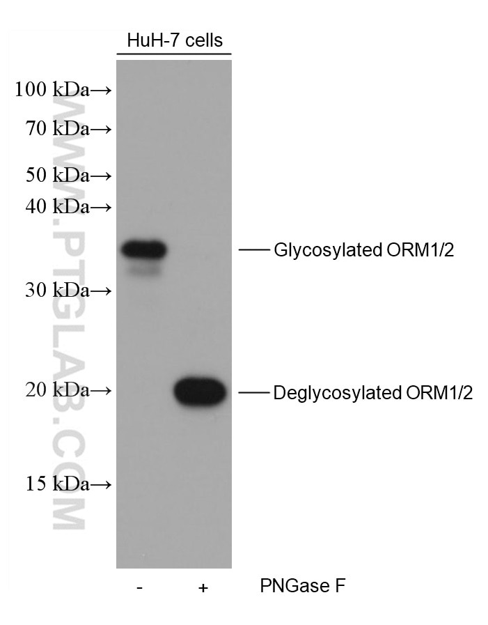 Western Blot (WB) analysis of various lysates using ORM1/2 Monoclonal antibody (66097-1-Ig)