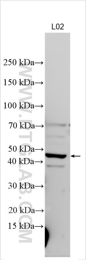 Western Blot (WB) analysis of various lysates using ORM1/2 Polyclonal antibody (11199-1-AP)