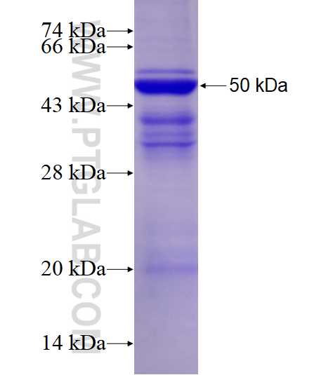 ORM2 fusion protein Ag1667 SDS-PAGE