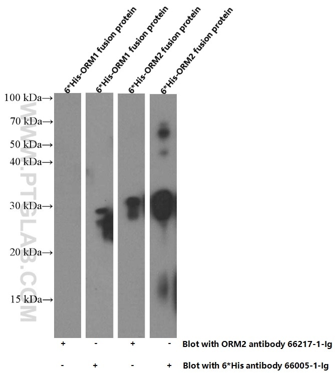 WB analysis of Recombinant protein using 66217-1-Ig