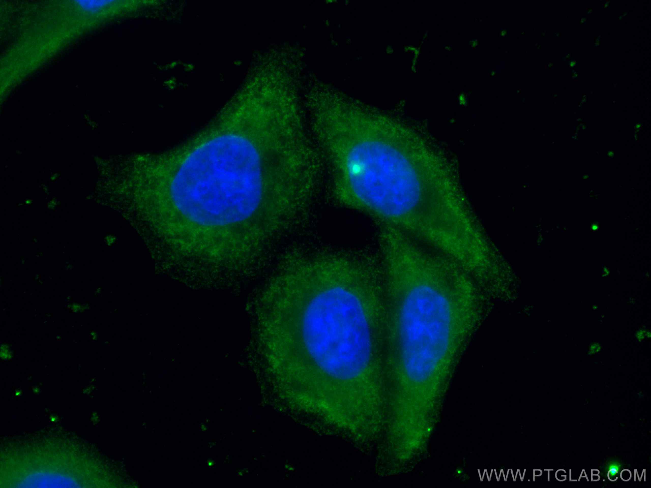 Immunofluorescence (IF) / fluorescent staining of HepG2 cells using CoraLite® Plus 488-conjugated ORM2-Specific Monocl (CL488-66217)