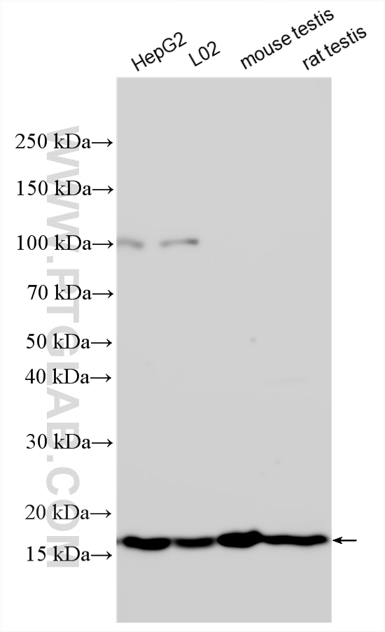 Western Blot (WB) analysis of various lysates using ORMDL3 Polyclonal antibody (27598-1-AP)