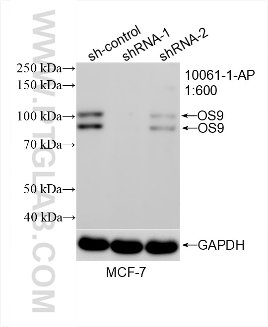 Western Blot (WB) analysis of MCF-7 cells using OS9 Polyclonal antibody (10061-1-AP)