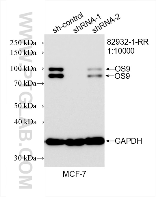 Western Blot (WB) analysis of MCF-7 cells using OS9 Recombinant antibody (82932-1-RR)