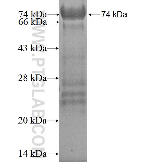 OS9 fusion protein Ag0106 SDS-PAGE