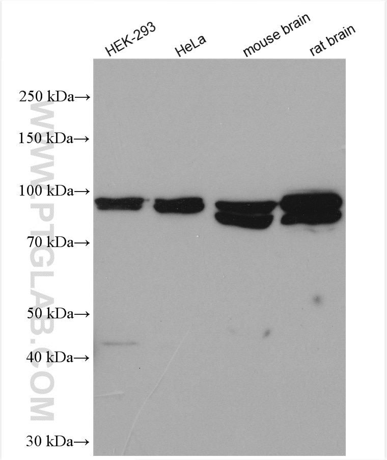 Western Blot (WB) analysis of various lysates using OSBP Polyclonal antibody (11096-1-AP)