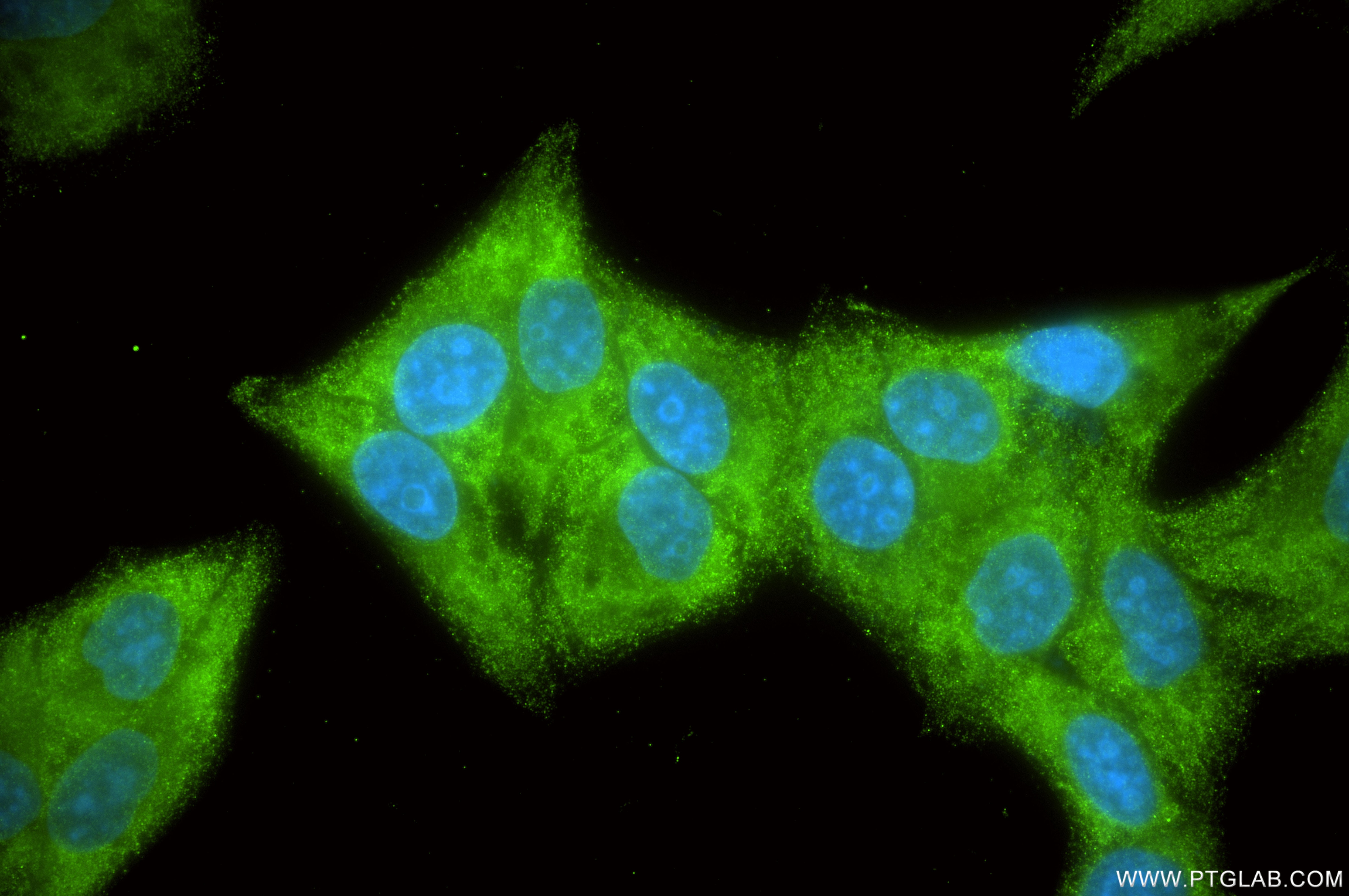 Immunofluorescence (IF) / fluorescent staining of HepG2 cells using OSBPL10 Recombinant monoclonal antibody (87087-1-RR)