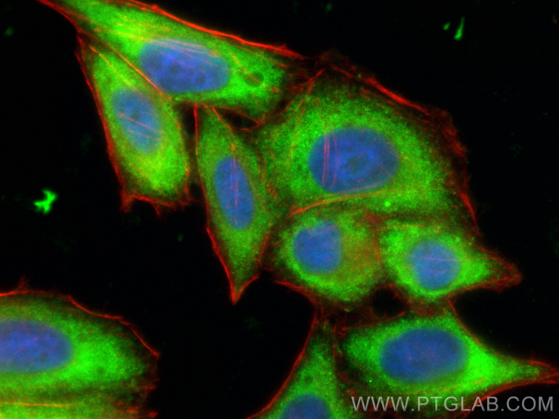 Immunofluorescence (IF) / fluorescent staining of HepG2 cells using CoraLite® Plus 488-conjugated OSBPL10 Polyclonal a (CL488-15491)