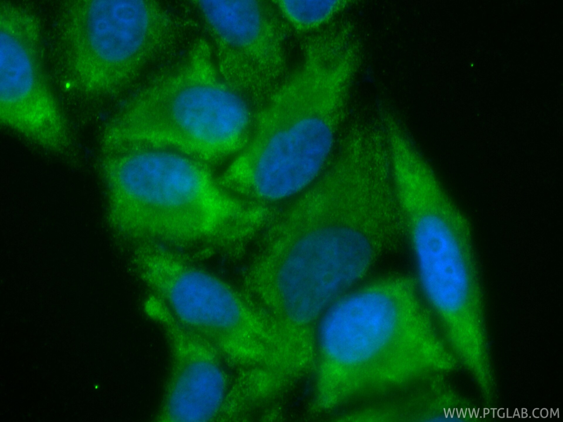 IF Staining of HepG2 using CL488-87087 Immunofluorescence (IF) / fluorescent staining of HepG2 cells using CoraLite® Plus 488-conjugated OSBPL10 Recombinant (CL488-87087)