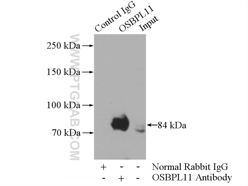 Immunoprecipitation (IP) experiment of mouse testis tissue using OSBPL11 Polyclonal antibody (11318-1-AP)