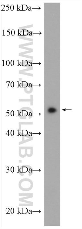 WB analysis of HuH-7 using 14751-1-AP