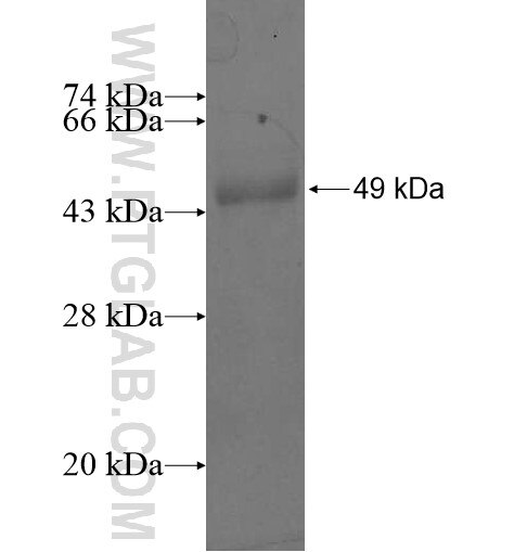 OSBPL2 fusion protein Ag11208 SDS-PAGE