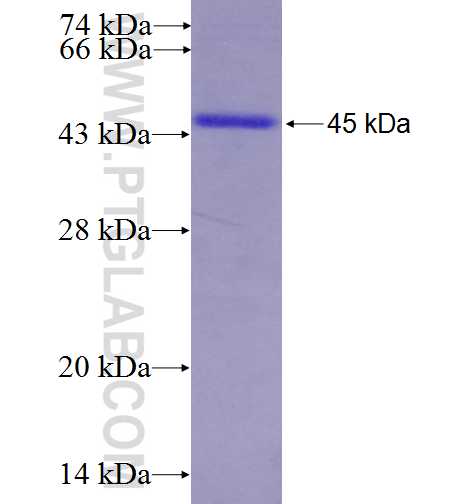 OSBPL2 fusion protein Ag6872 SDS-PAGE