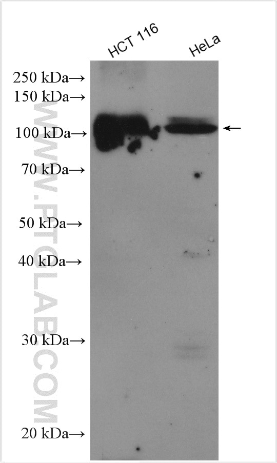 Western Blot (WB) analysis of various lysates using OSBPL3 Polyclonal antibody (12417-1-AP)