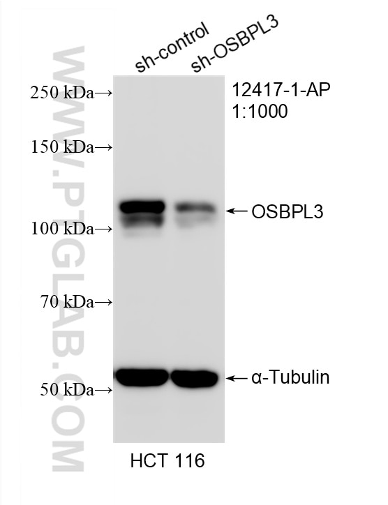 WB analysis of HCT 116 using 12417-1-AP Western Blot (WB) analysis of HCT 116 cells using OSBPL3 Polyclonal antibody (12417-1-AP)