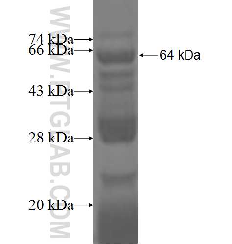 OSBPL3 fusion protein Ag3044 SDS-PAGE