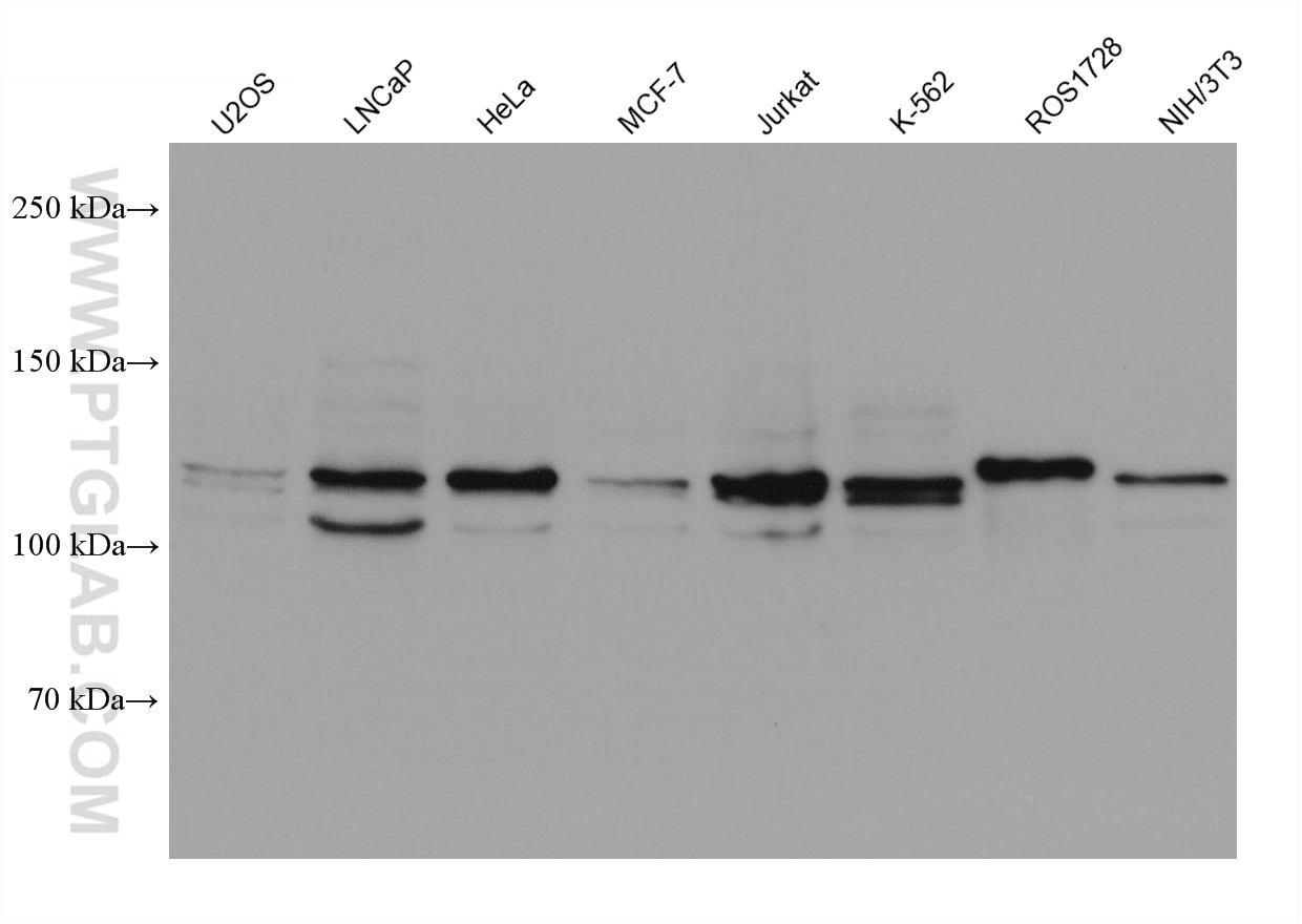 Western Blot (WB) analysis of various lysates using OSBPL5 Monoclonal antibody (67913-1-Ig)