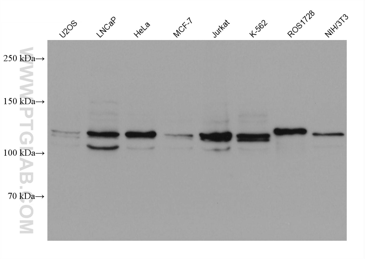 Western Blot (WB) analysis of various lysates using OSBPL5 Monoclonal antibody (67913-1-Ig)