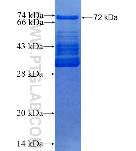 OSBPL5 fusion protein Ag11447 SDS-PAGE