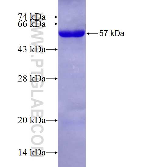 OSBPL5 fusion protein Ag11554 SDS-PAGE