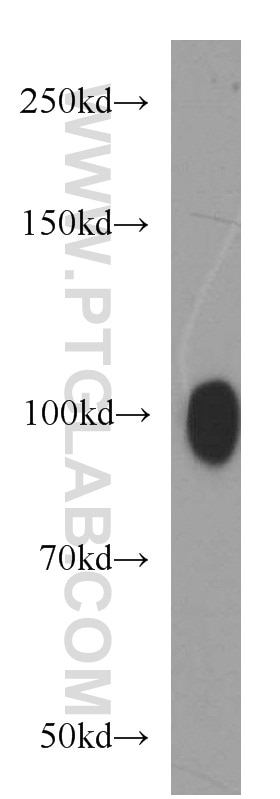 Western Blot (WB) analysis of human testis tissue using OSBPL9 Polyclonal antibody (11879-1-AP)