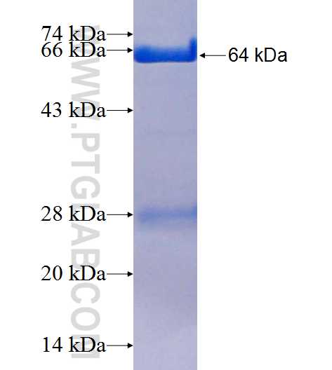 OSBPL9 fusion protein Ag2476 SDS-PAGE