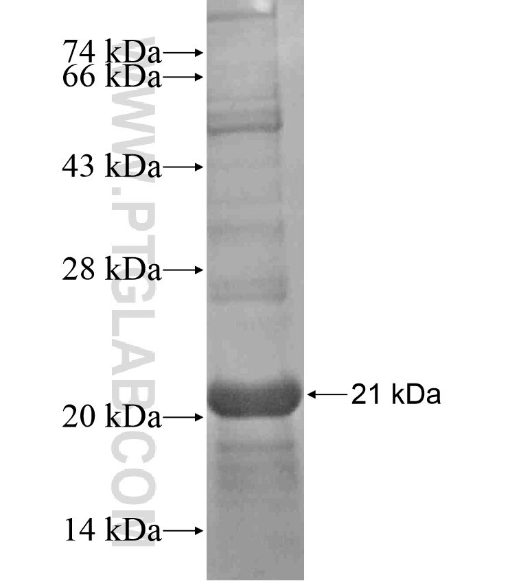 OSCAR fusion protein Ag17647 SDS-PAGE