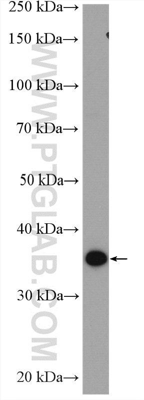 Western Blot (WB) analysis of Raji cells using OSGEP Polyclonal antibody (15033-1-AP)