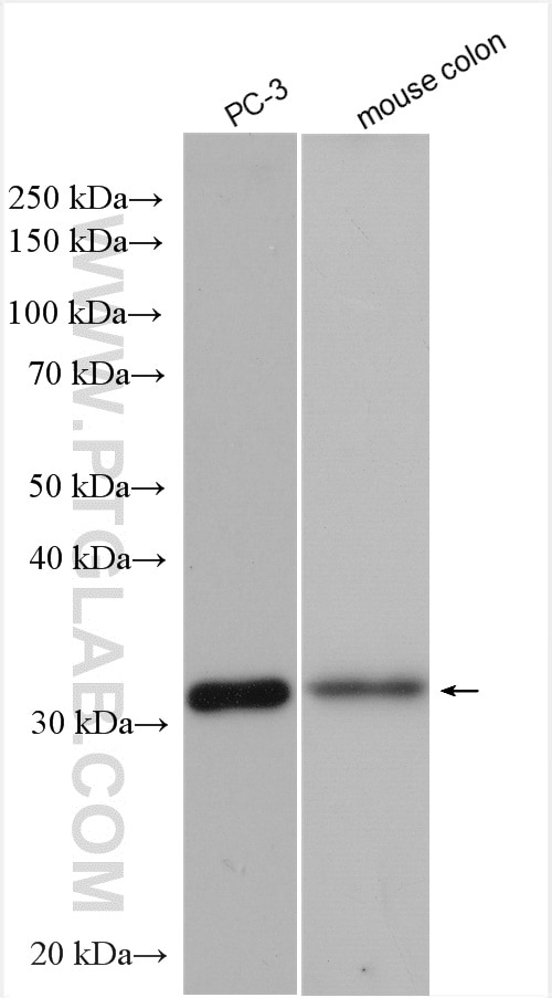 Western Blot (WB) analysis of various lysates using OSGEP Polyclonal antibody (15033-1-AP)