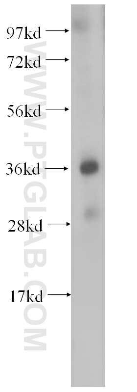 Western Blot (WB) analysis of human heart tissue using OSGEP Polyclonal antibody (15033-1-AP)