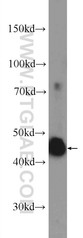 Western Blot (WB) analysis of HeLa cells using OSGEPL1 Polyclonal antibody (25694-1-AP)