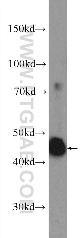 Western Blot (WB) analysis of HeLa cells using OSGEPL1 Polyclonal antibody (25694-1-AP)