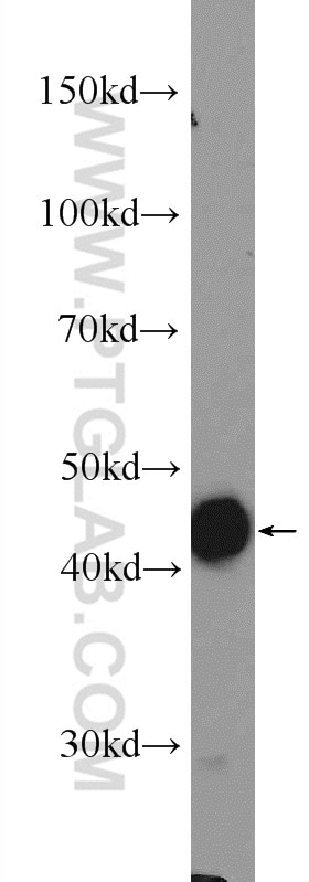 Western Blot (WB) analysis of NIH/3T3 cells using OSGEPL1 Polyclonal antibody (25694-1-AP)