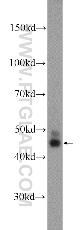 Western Blot (WB) analysis of MCF-7 cells using OSGEPL1 Polyclonal antibody (25694-1-AP)