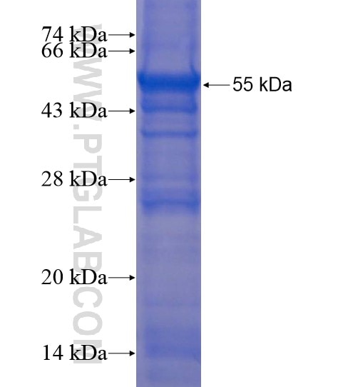 OSGEPL1 fusion protein Ag22204 SDS-PAGE