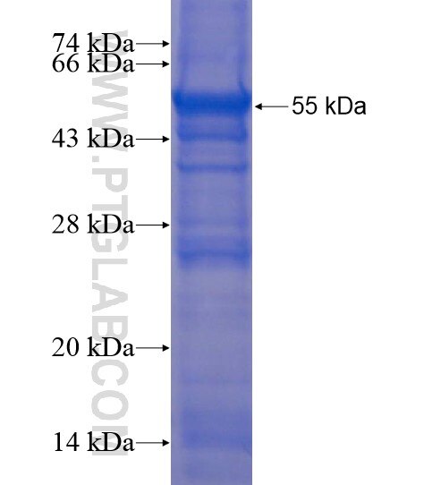 OSGEPL1 fusion protein Ag22204 SDS-PAGE