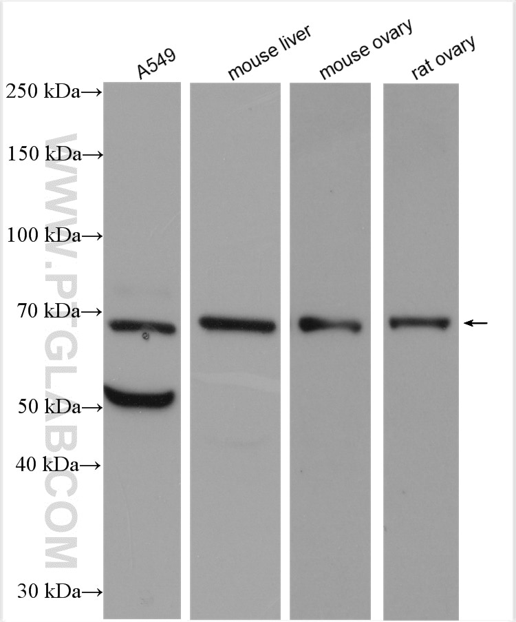 Western Blot (WB) analysis of various lysates using OSGIN1 Polyclonal antibody (15248-1-AP)