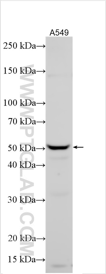 Western Blot (WB) analysis of various lysates using OSGIN1 Polyclonal antibody (15248-1-AP)