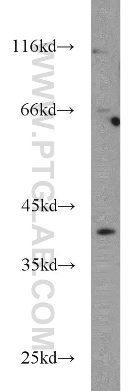 Western Blot (WB) analysis of mouse ovary tissue using OSGIN1 Polyclonal antibody (15248-1-AP)