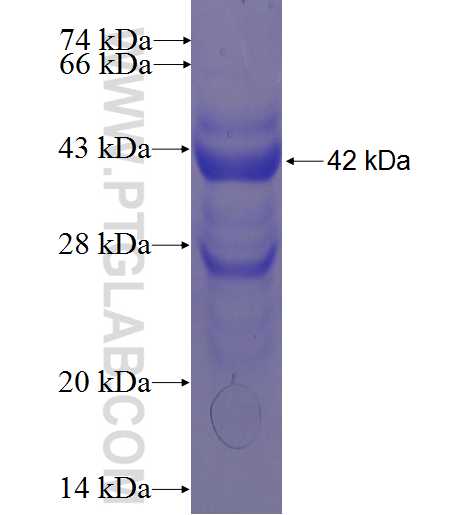 OSGIN1 fusion protein Ag4295 SDS-PAGE