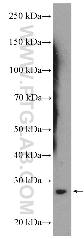 Western Blot (WB) analysis of Jurkat cells using oncostatin M Polyclonal antibody (27792-1-AP)