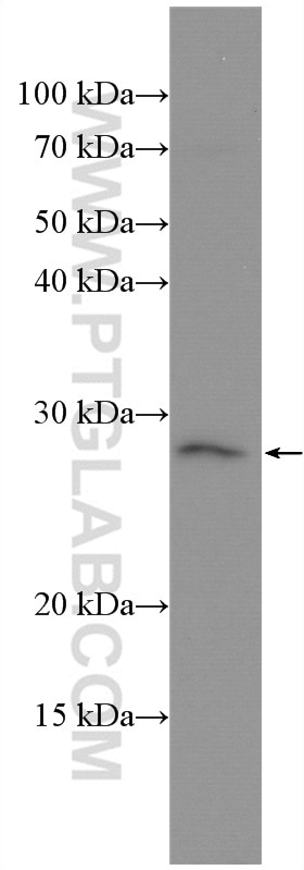 Western Blot (WB) analysis of MCF-7 cells using OSM Polyclonal antibody (27792-1-AP)