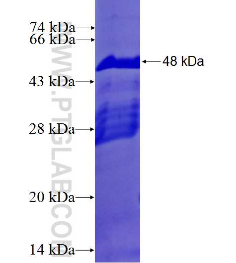 OSM fusion protein Ag27093 SDS-PAGE