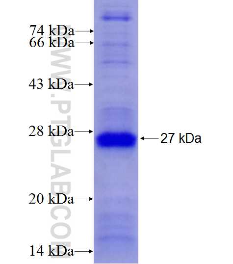 OSM fusion protein Ag27097 SDS-PAGE