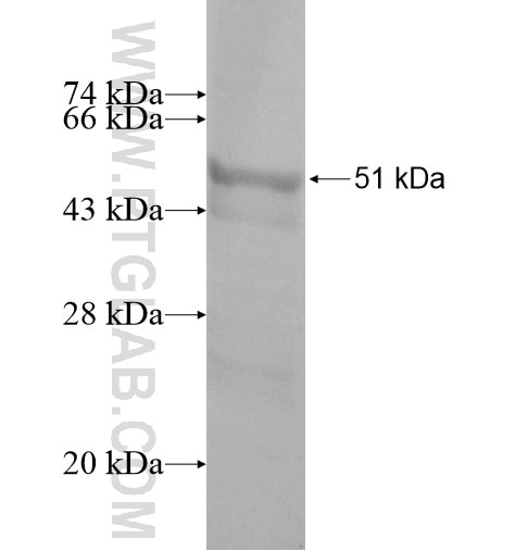 OSM fusion protein Ag14152 SDS-PAGE