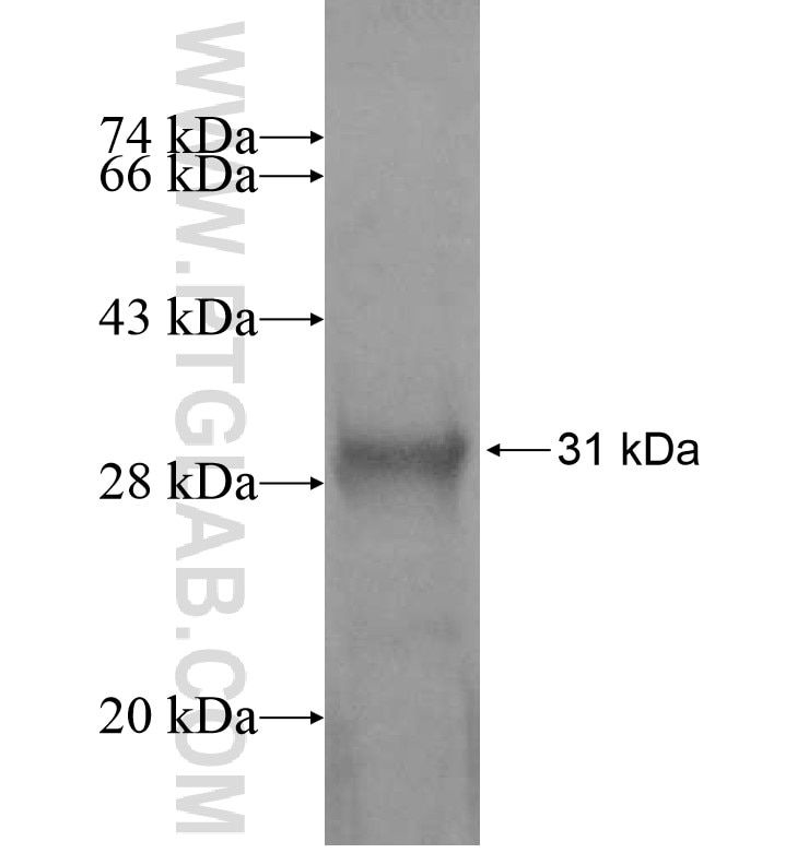 OSM fusion protein Ag16831 SDS-PAGE