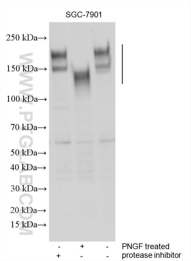 Western Blot (WB) analysis of various lysates using OSMR Polyclonal antibody (10982-1-AP)