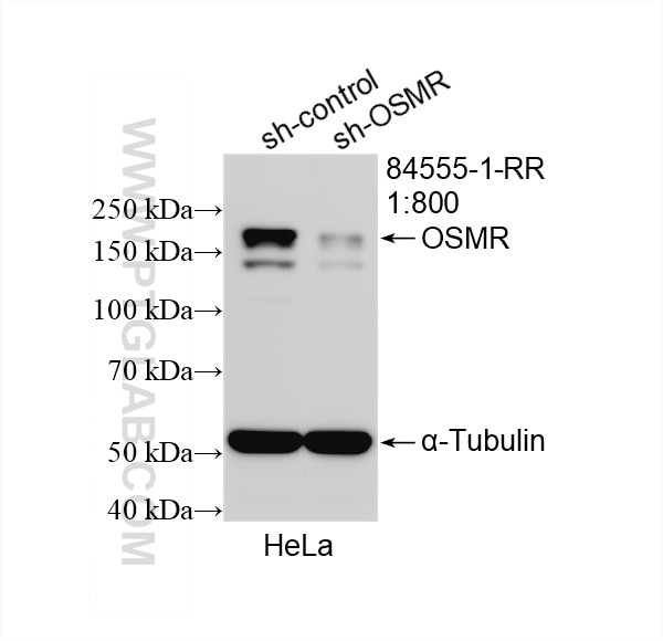 Western Blot (WB) analysis of HeLa cells using OSMR Recombinant monoclonal antibody (84555-1-RR)