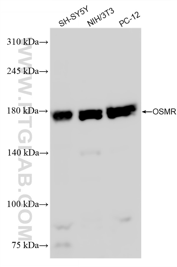 Western Blot (WB) analysis of various lysates using OSMR Recombinant monoclonal antibody (84555-2-RR)